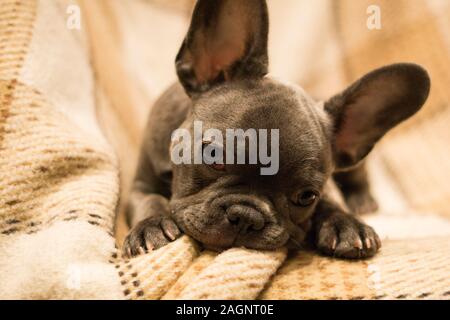Ein graues Französische Bulldogge Welpe liegt auf einer gemütlichen plaid Decke witzigerweise neigen den Kopf zur Seite Stockfoto