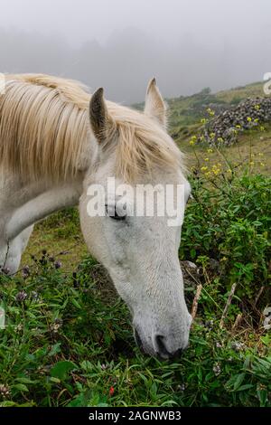 Weißes Pferd hinter einer Mauer aus Stein, Weide Gras, Kopf hoch, mit Nebel Hintergrund Stockfoto