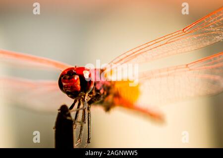 Eine schöne Rote Libelle auf einem Kabelbinder. Stockfoto