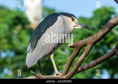 Die schwarz-gekrönter Nachtreiher (Nycticorax nycticorax), oder Schwarz-capped Nachtreiher, häufig kurz als Night Heron in Eurasien steht hoch o Stockfoto