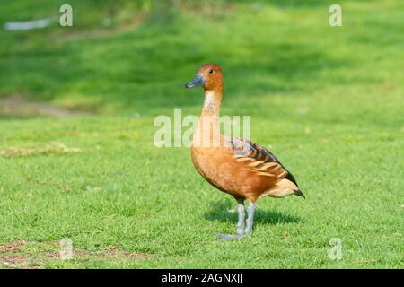 F ulvous Pfeifen Ente oder Fulvous baum Ente (Dendrocygna bicolor) im Gras. Stockfoto