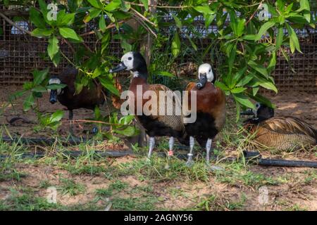 Ein paar weiße - Pfeifen konfrontiert Enten (Dendrocygna viduata) gehen und Trinkwasser. Stockfoto