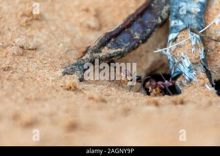 Ein Team von Sahara Ameisen (Cataglyphis bicolor) Ausgraben einer Ant Hill in den Sanddünen in Ras Al Khaimah, Vereinigte Arabische Emirate. Stockfoto