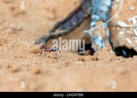 Ein Team von Sahara Ameisen (Cataglyphis bicolor) Ausgraben einer Ant Hill in den Sanddünen in Ras Al Khaimah, Vereinigte Arabische Emirate. Stockfoto