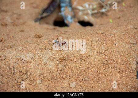 Ein Team von Sahara Ameisen (Cataglyphis bicolor) Ausgraben einer Ant Hill in den Sanddünen in Ras Al Khaimah, Vereinigte Arabische Emirate. Stockfoto