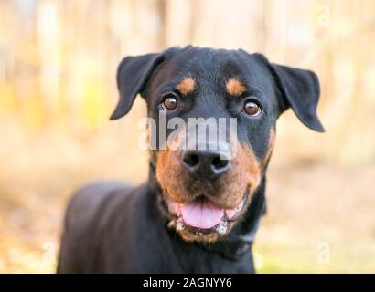Ein freundliches Schwarz und Rot Rottweiler Mischling Hund mit einem glücklichen Ausdruck Stockfoto