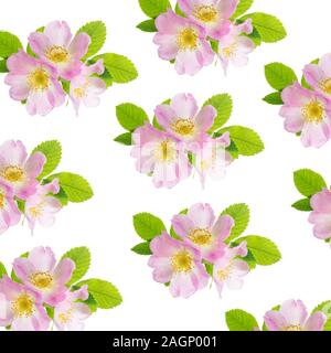 Drei zarten Rosa wild rose Blumen mit grünen Blättern auf weißem Hintergrund als nahtlose Muster isoliert Stockfoto