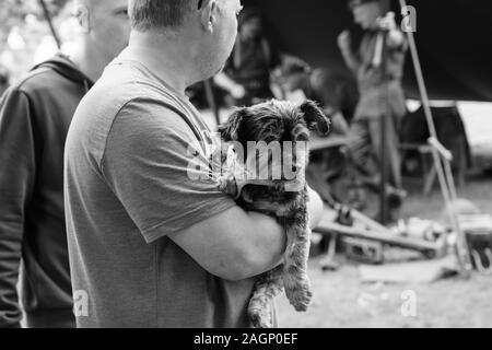 Mann, der seinen niedlichen Border Terrier in den Armen hat, Valley Gardens, Harrogate, North Yorkshire, England, Großbritannien. Stockfoto