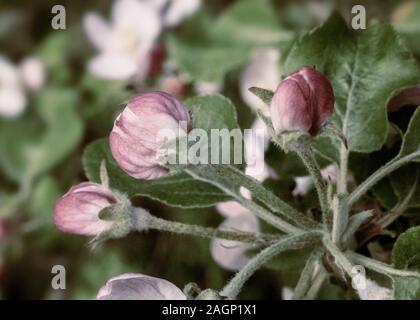 Blütenknospen von Apple auf einem Ast. Stockfoto