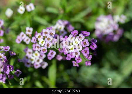 Lobularia lila Blüte mit kleinen weißen Blüten, viele Blütenstände auf einem dünnen Stamm, close-up. Garten dekorative Pflanze. Stockfoto