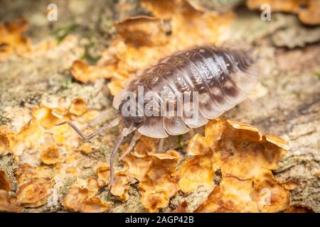 Eine gemeinsame glänzend Woodlouse (Oniscus asellus) bewegt sich über die Oberfläche eines Pilzes log abgedeckt. Stockfoto