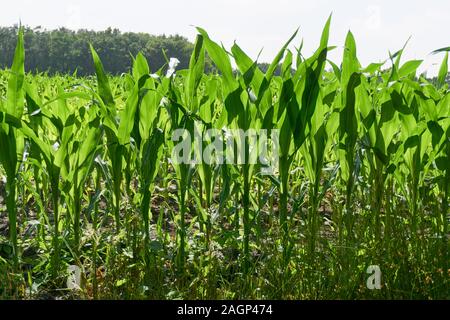 Nahaufnahme der jungen Maispflanzen mit Blätter Gegenlicht der Sonne Stockfoto