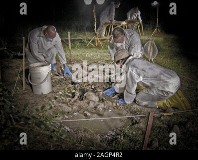 Menschliche Überreste sind durch FBI Personal im "Body Farm" ausgegraben. Ein Body Farm ist eine Forschungseinrichtung, wo Zersetzung in einer Vielzahl von Einstellungen untersucht werden können. Sie durch die anthropologin Dr. William Bass 1971 erfunden wurden an der Universität von Tennessee in Knoxville, Tennessee, wo Dr. Bass in der Untersuchung der Zersetzung einer menschlichen Leiche aus der Zeit des Todes zu der Zeit Decay interessiert war. Stockfoto