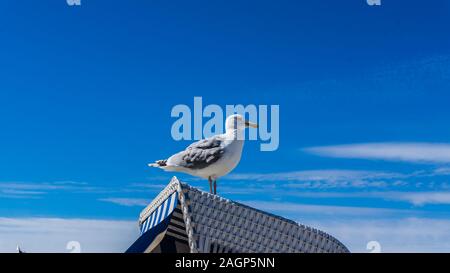 Möwe auf Strandkorb an der Ostsee Stockfoto