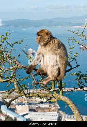 Barbary Macaque (Macaca sylvanus) Affen auf den Felsen von Gibraltar. Bucht von Gibraltar im Hintergrund. Vereinigtes Königreich Stockfoto