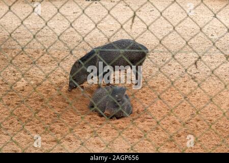 Zwei Wildschweine in einem Zoo in der Stadt Rio Branco im Norden Brasiliens Stockfoto