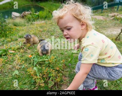 Portrait von wilden Marmot Fütterung auf Bergwiese. Die Beobachtung der Tiere im natürlichen Lebensraum. Stockfoto