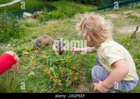 Portrait von wilden Marmot Fütterung auf Bergwiese. Die Beobachtung der Tiere im natürlichen Lebensraum. Stockfoto