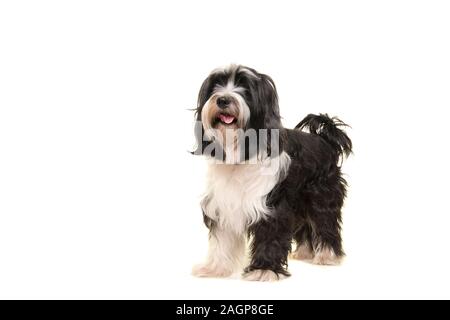 Tibet Terrier stehend auf einem weissem Hintergrund Stockfoto