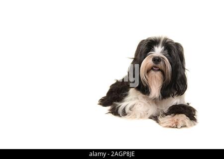 Tibet Terrier, die an der Kamera auf einem weißen Hintergrund suchen Stockfoto