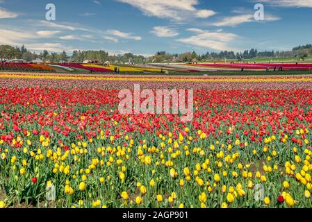 Das jährliche Tulip fest auf der Wooden Shoe Tulip Farm in Woodburn, Oregon Stockfoto