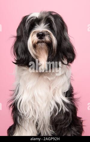 Porträt eines Tibet Terrier auf einem rosa Hintergrund Stockfoto