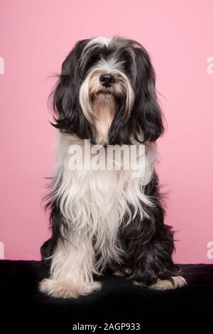 Tibet Terrier Hund auf einem rosa Hintergrund Stockfoto