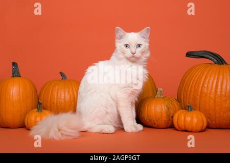 Hübsche weiße langhaarige Ragdoll Katze mit blauen Augen sitzen zwischen orange Kürbisse auf orangem Hintergrund Stockfoto