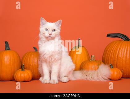 Hübsche weiße langhaarige Ragdoll Katze mit blauen Augen sitzen zwischen orange Kürbisse auf orangem Hintergrund in die Kamera schaut Stockfoto