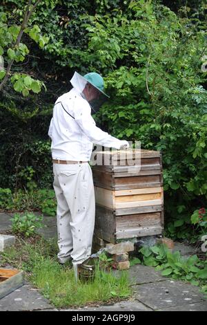 Imker Honig Bienen rauchen Sie ruhig während der Inspektion bienenstock Surrey England zu halten Stockfoto