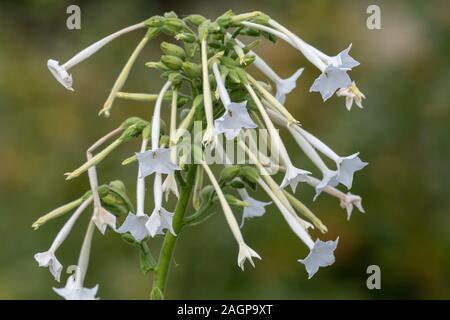 Nahaufnahme der Blüte Tabak (Nicotiana sylvestris) in voller Blüte. Stockfoto