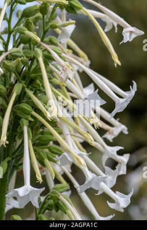 Nahaufnahme der Blüte Tabak (Nicotiana sylvestris) in voller Blüte. Stockfoto