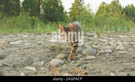 Ein cat Bengal Spaziergänge auf dem grünen Rasen. Bengalen kitty lernt entlang in den Wald zu gehen. Asian Leopard Cat versucht, Gras zu verstecken. Reed domestizierte Katze Stockfoto
