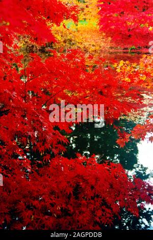 Herbst Herrlichkeit Ahornbaum in flammenden Farbe Stockfoto