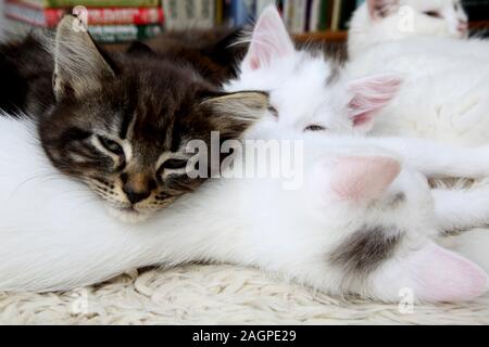 10 Wochen alten Kätzchen Türkisch Angora Kreuz - Ein Tabby und Weiß mit grauen Markierungen Stockfoto