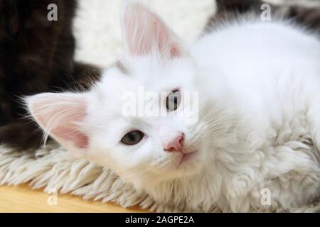 Portrait von 10 Wochen alten Kitten - Türkisch Angora Kreuz Weiß mit grauen Abzeichen an Kopf Stockfoto