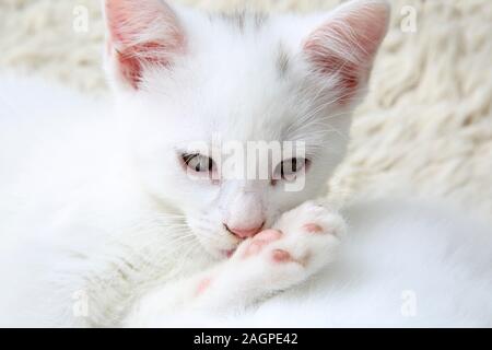 Portrait von 10 Wochen alten Kitten - Türkisch Angora Kreuz Weiß mit grauen Abzeichen an Kopf Grooming Stockfoto