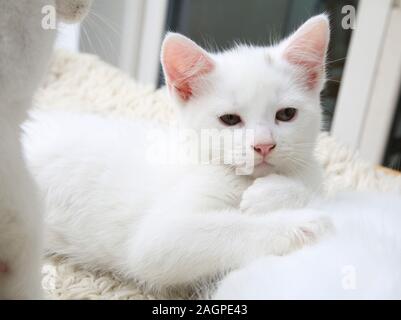 Portrait von 10 Wochen alten Kitten - Türkisch Angora Kreuz Weiß mit grauen Abzeichen an Kopf Stockfoto