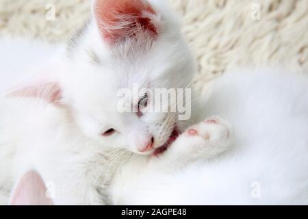 Portrait von 10 Wochen alten Kitten - Türkisch Angora Kreuz Weiß mit grauen Abzeichen an Kopf Grooming Stockfoto