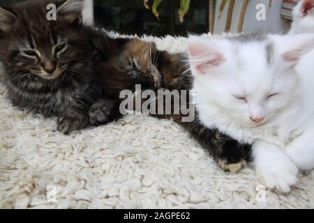 11 Wochen alte Türkische Angora Cross Kitten Stockfoto