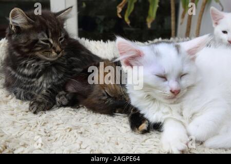 11 Wochen alte Türkische Angora Cross Kitten Stockfoto