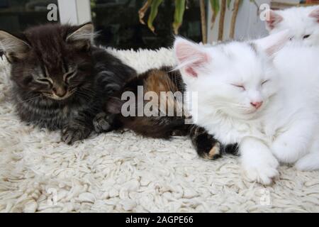 10 Wochen alten Kätzchen Türkisch Angora Kreuz Stockfoto