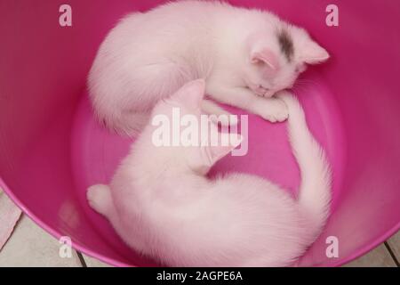 11 Wochen alte Türkische Angora Kreuz Kätzchen spielen in Rosa Wäschekorb Stockfoto