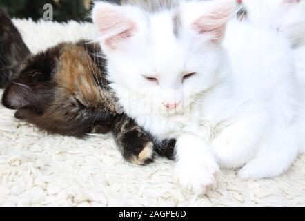 11 Wochen alte Türkische Angora Cross Kitten - Tortoishell und Weiß mit grauen Markierungen Stockfoto