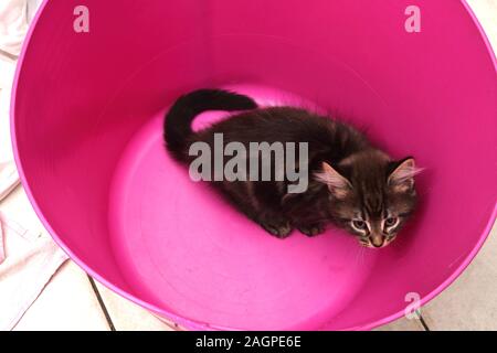 11 Wochen alte Katze Türkisch Angora Kreuz Kätzchen spielen in Rosa Wäschekorb Stockfoto