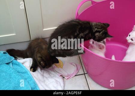 11 Wochen alte Türkische Angora Kreuz Kätzchen spielen in Rosa Wäschekorb Stockfoto