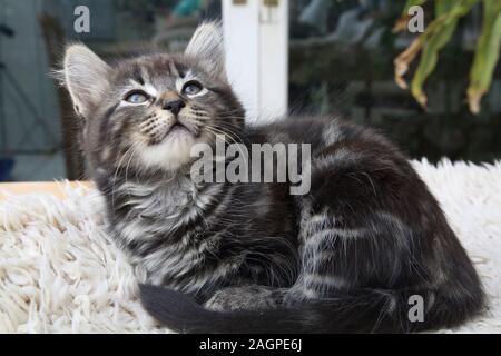 11 Wochen alte Katze Türkisch Angora Cross Kitten Stockfoto