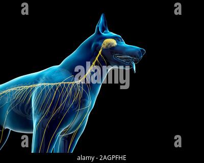 Hund Nervensystem, computer Abbildung. Stockfoto