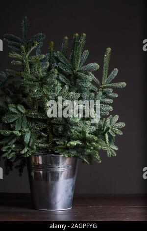 Grüne frische Tanne oder Abies Nobilis Äste in einem eisernen Schaufel auf dunklem Hintergrund, Weihnachten oder Neujahr Konzept Stockfoto