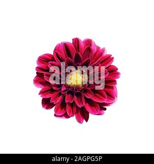 Single hell rosa Dahlie Blume auf weißem Hintergrund. Nahaufnahme, Ansicht von oben. Einen schönen violetten Blüten mit gelber Mitte. Stockfoto